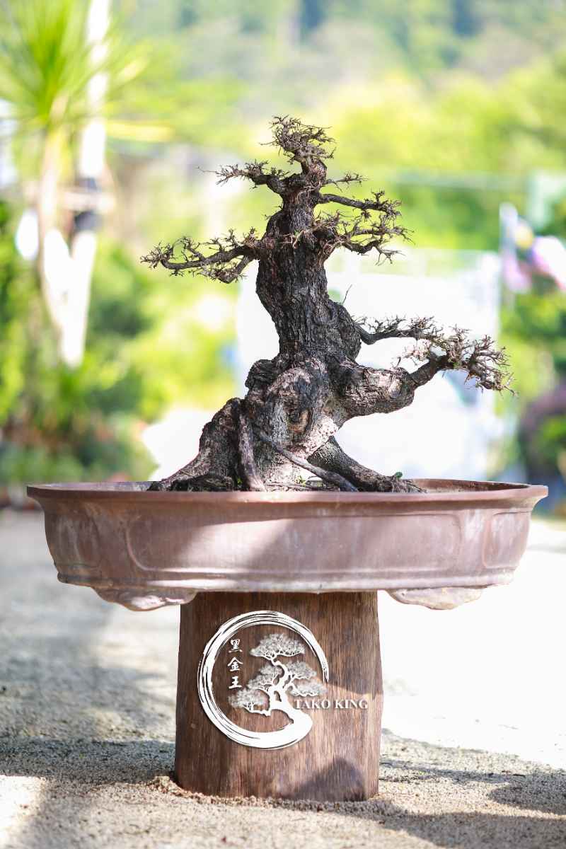A2008 Tako bonsai (H=90cm W=89cm) – TakoKing